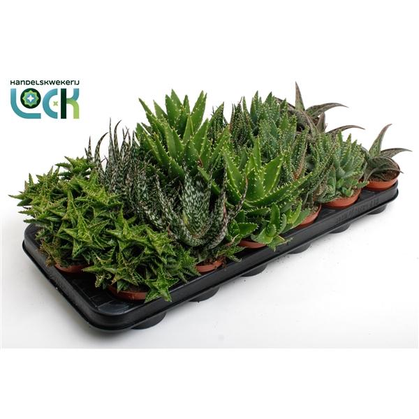 Горшечные цветы и растения оптом Aloe Mix от 12шт (для телеги) из Голландии с доставкой по России