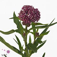 Срезанные цветы оптом Asclepias soulmate от 50шт из Голландии с доставкой по России