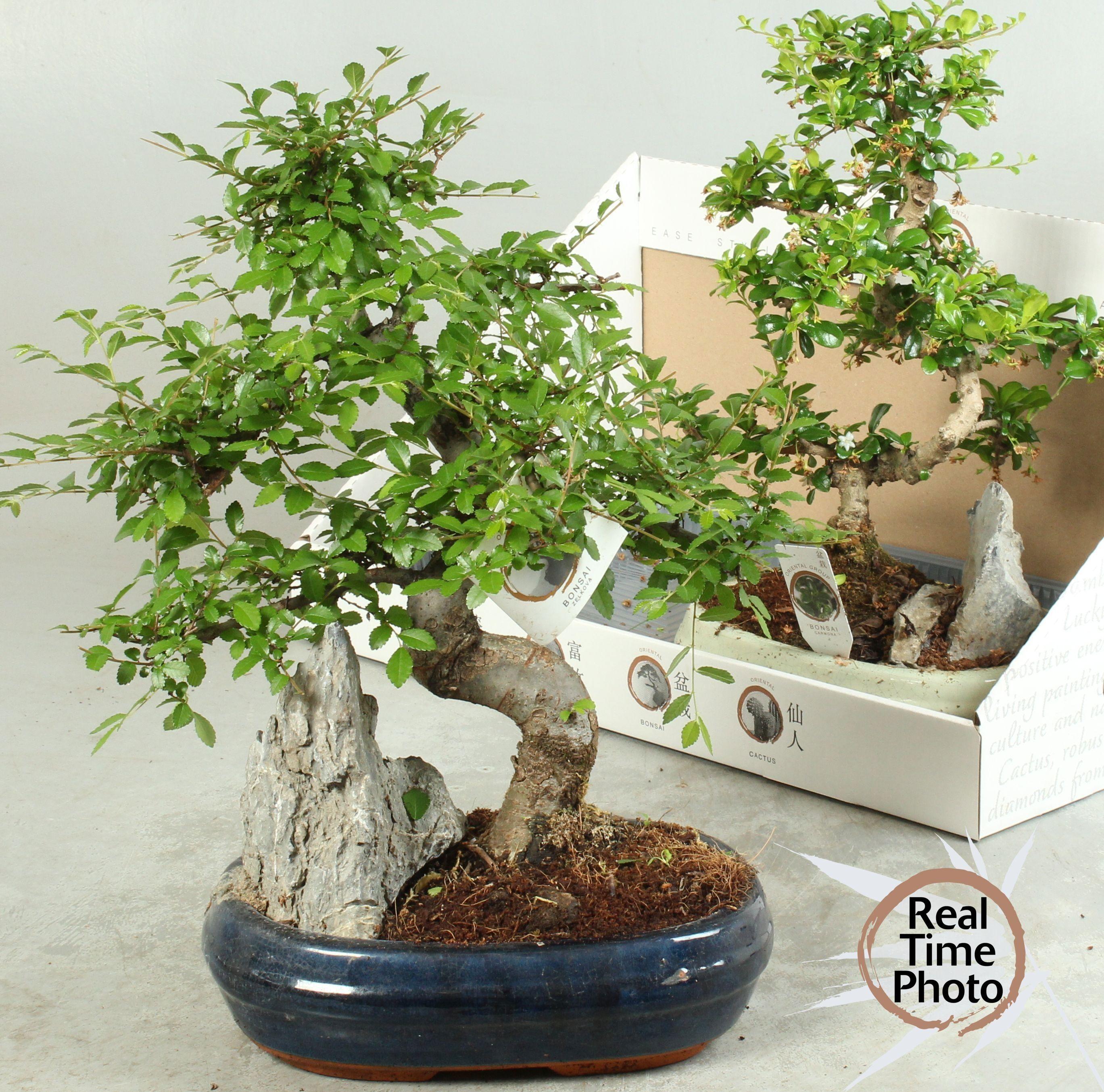 Горшечные цветы и растения оптом Bonsai Gem от 2шт из Голландии с доставкой по России