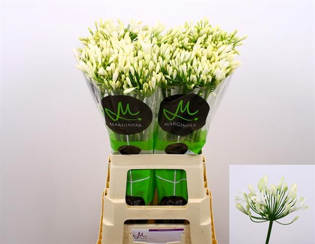 Срезанные цветы оптом Agapanthus gletsjer от 60шт из Голландии с доставкой по России