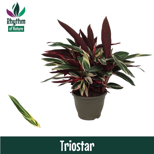 Горшечные цветы и растения оптом Calathea Triostar (rhythm Of Nature) от 1шт из Голландии с доставкой по России