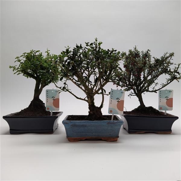 Горшечные цветы и растения оптом Bonsai Mix Mediterranean от 5шт из Голландии с доставкой по России