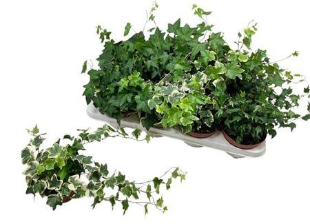 Горшечные цветы и растения оптом Hedera Mix 3 Soorten от 8шт из Голландии с доставкой по России