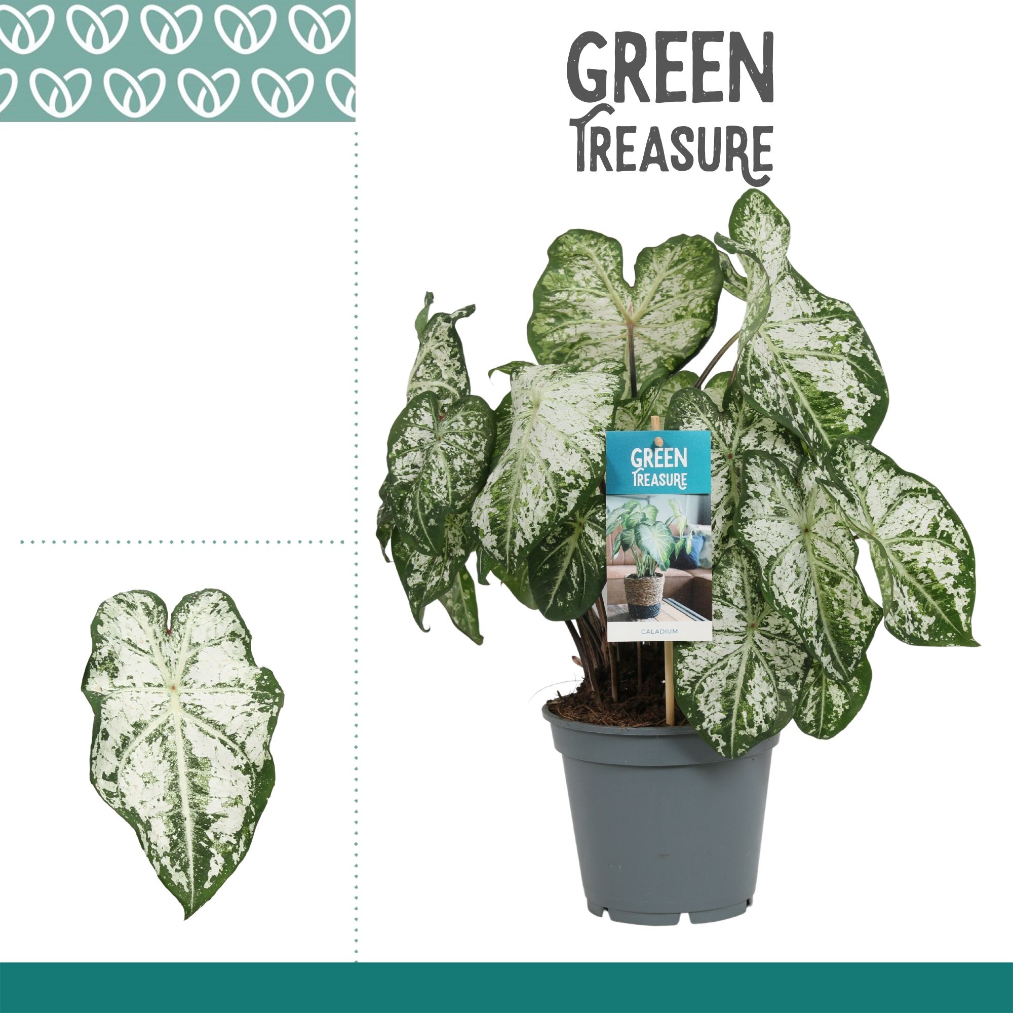 Горшечные цветы и растения оптом Caladium White от 6шт из Голландии с доставкой по России