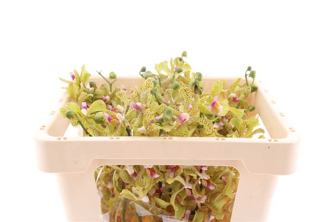 Срезанные цветы оптом Dendrobium galestine green от 15шт из Голландии с доставкой по России