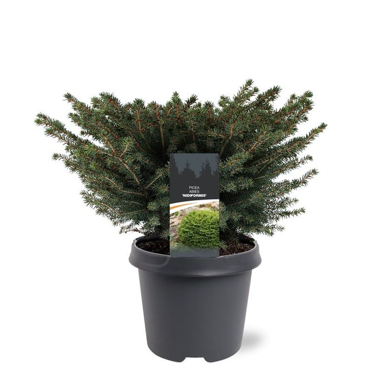 Горшечные цветы и растения оптом Picea Abies Nidiformis от 1шт из Голландии с доставкой по России