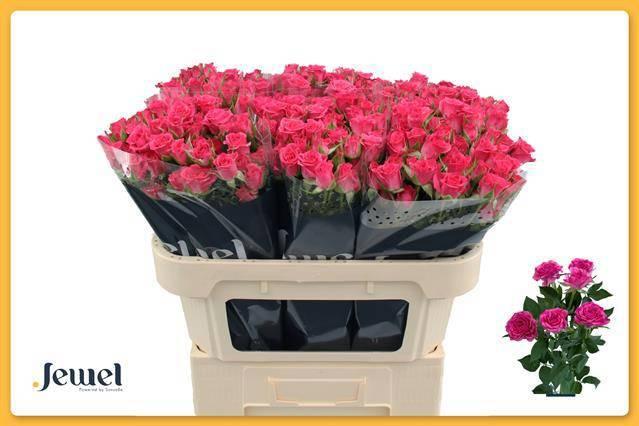 Срезанные цветы оптом Rosa spray lianne от 60шт из Голландии с доставкой по России