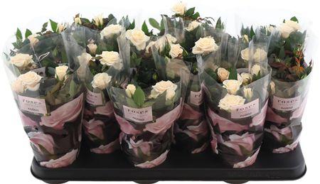 Горшечные цветы и растения оптом Ro Victory White от 12шт из Голландии с доставкой по России