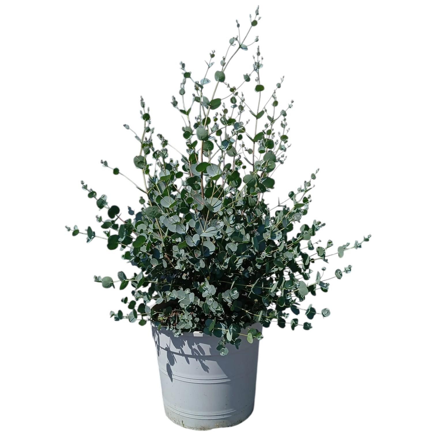 Горшечные цветы и растения оптом Eucalyptus Gunnii от 1шт из Голландии с доставкой по России