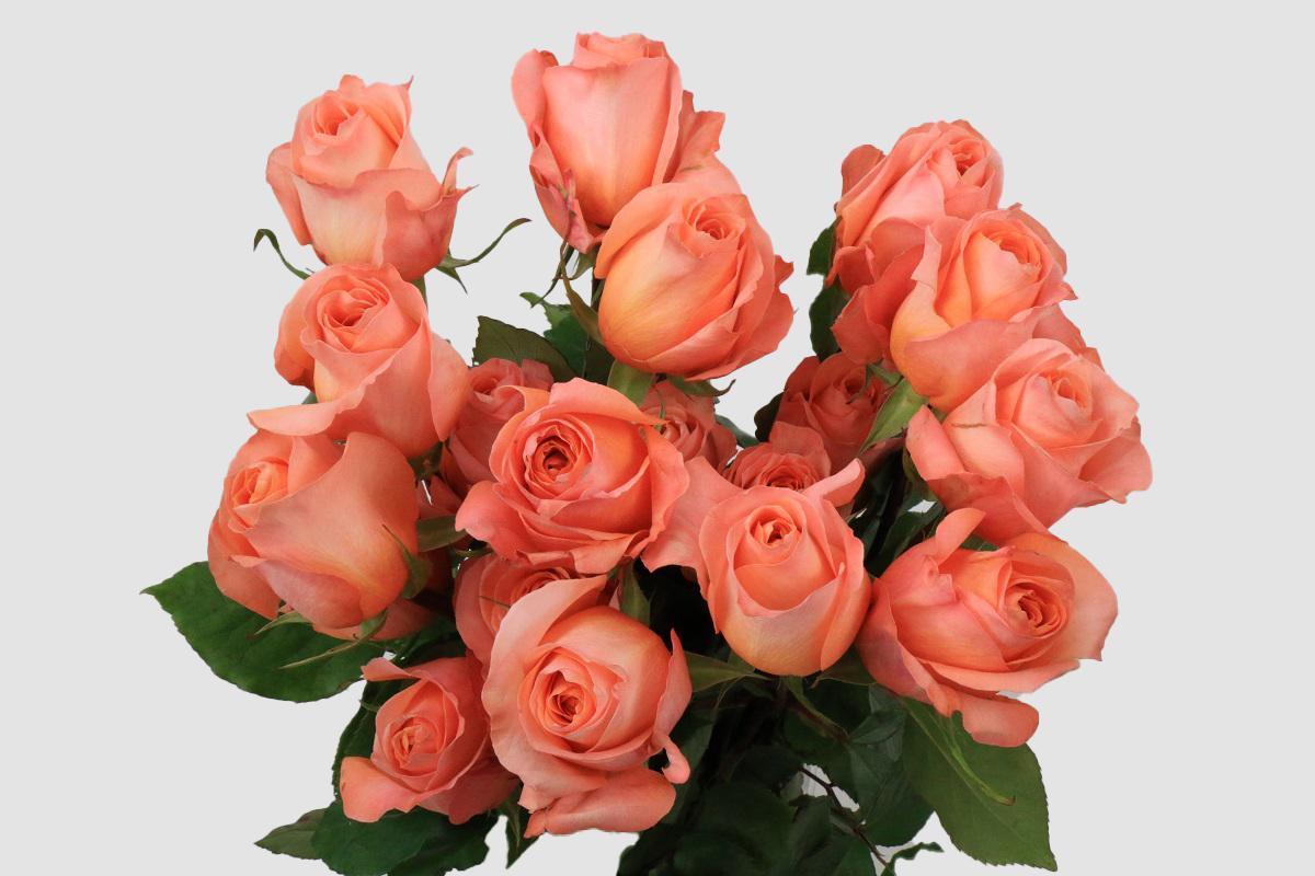 Срезанные цветы оптом Rosa ec coral reef от 25шт из Голландии с доставкой по России