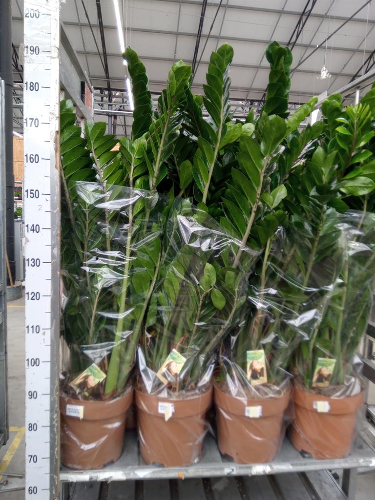 Горшечные цветы и растения оптом Zamioculcas Zamiifolia от 1шт из Голландии с доставкой по России