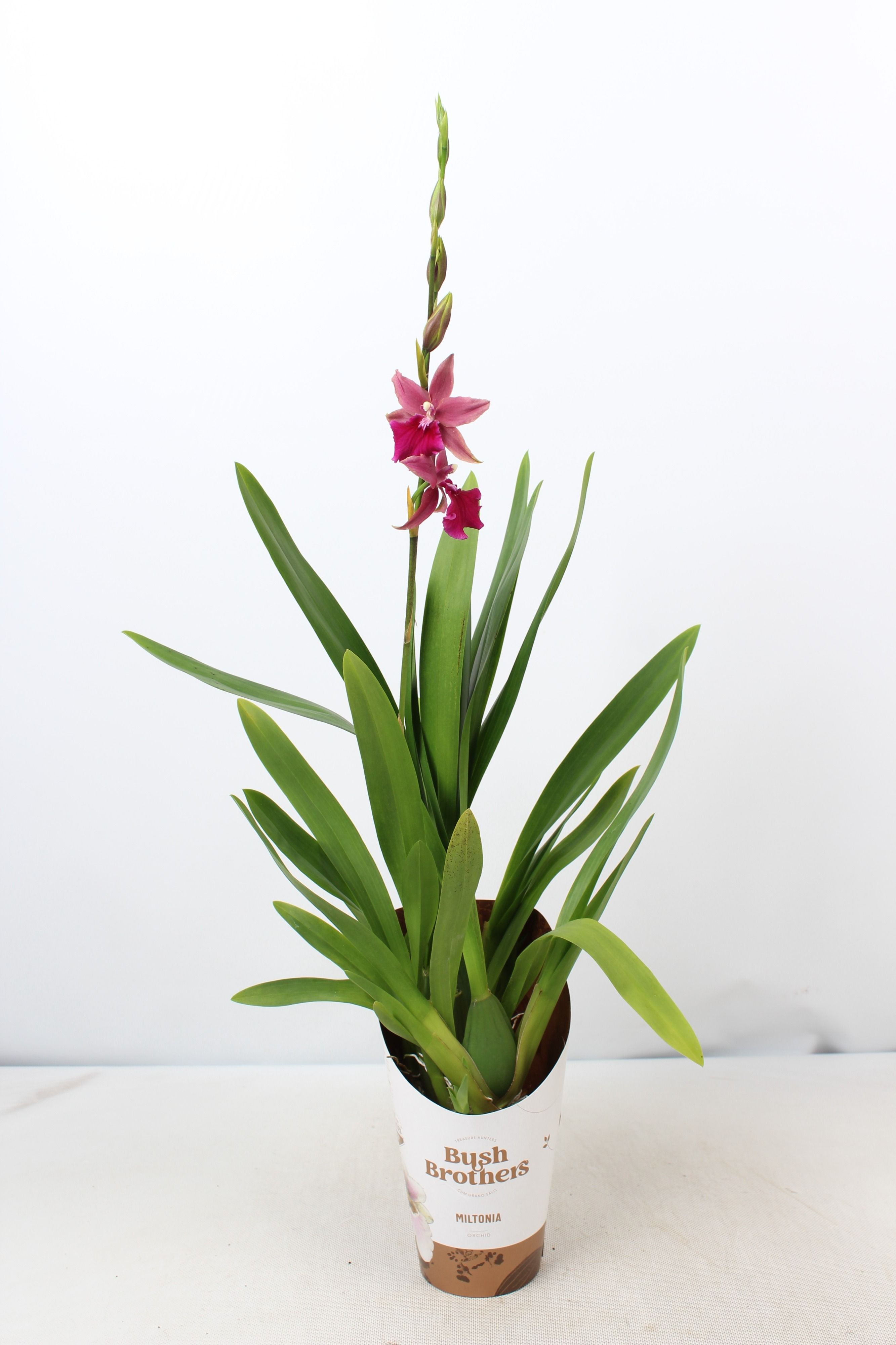Горшечные цветы и растения оптом Zomer Miltonia 1 Tak 12 Cm от 6шт из Голландии с доставкой по России