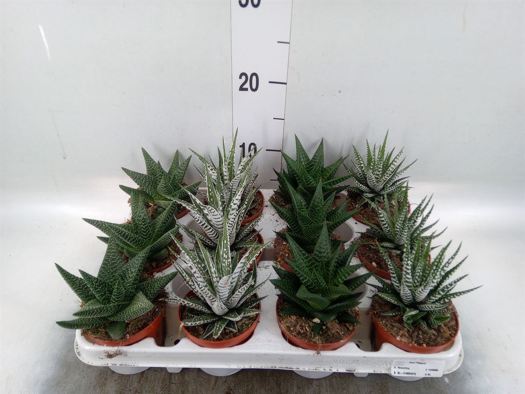 Горшечные цветы и растения оптом Haworthia   ...mix от 12шт (для телеги) из Голландии с доставкой по России