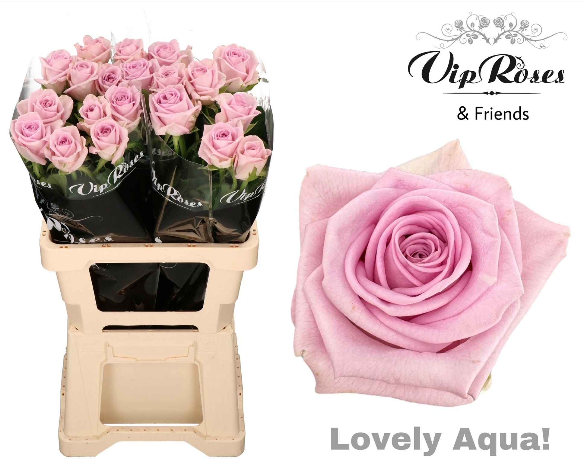 Срезанные цветы оптом Rosa la lovely auqa! от 10шт из Голландии с доставкой по России