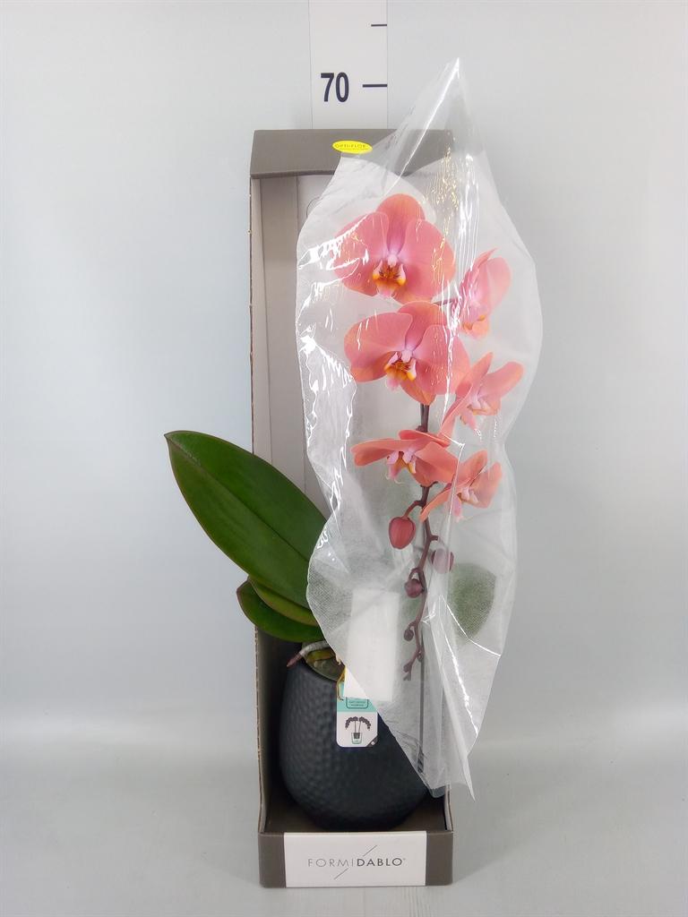 Горшечные цветы и растения оптом Phalaenopsis   ...orange от 1шт из Голландии с доставкой по России