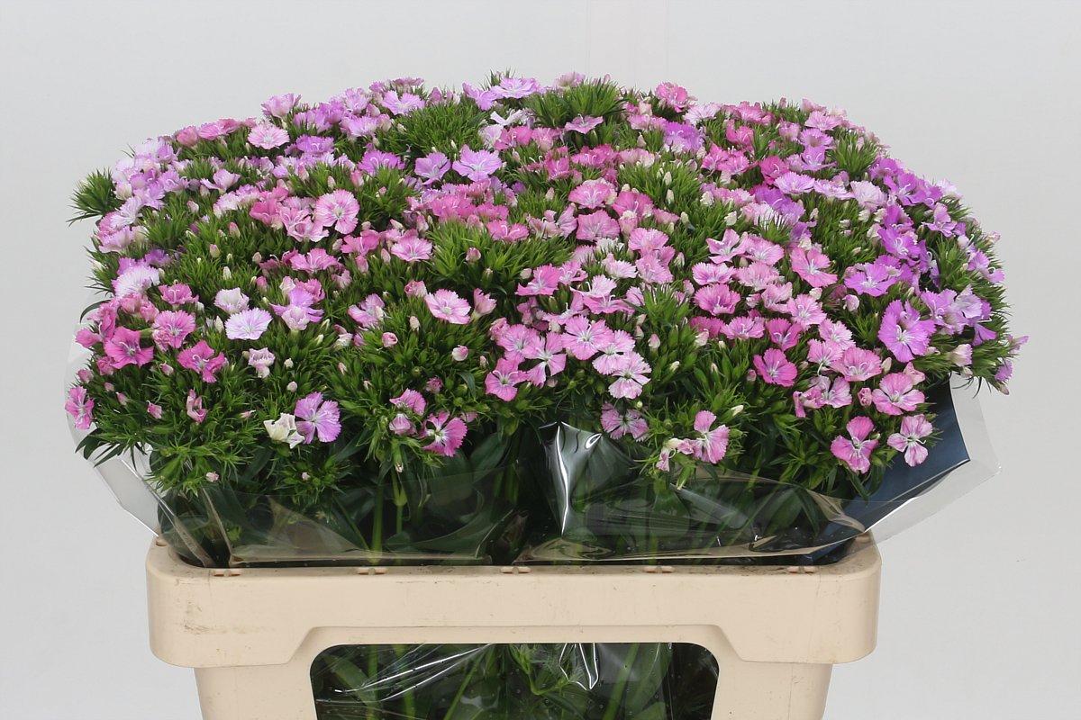 Срезанные цветы оптом Dianthus br amazon pink magic от 100шт из Голландии с доставкой по России