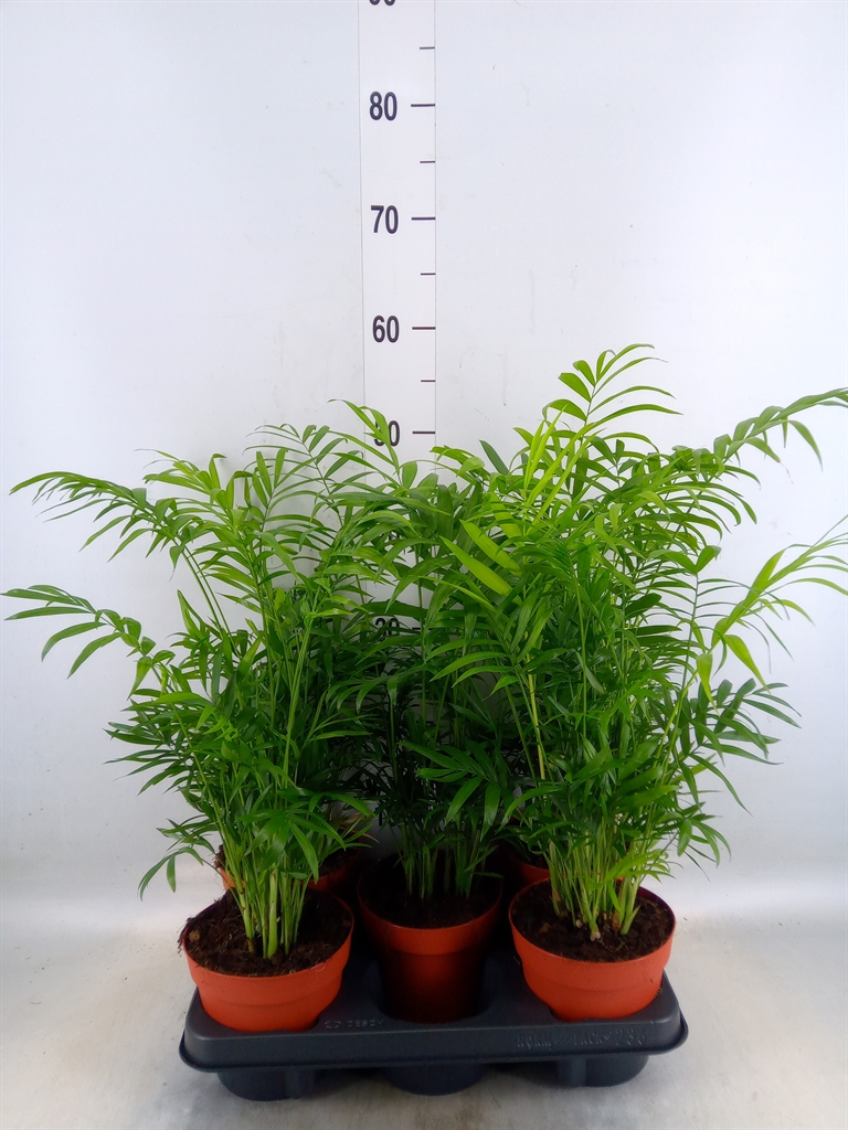 Горшечные цветы и растения оптом Chamaedorea Elegans от 5шт из Голландии с доставкой по России
