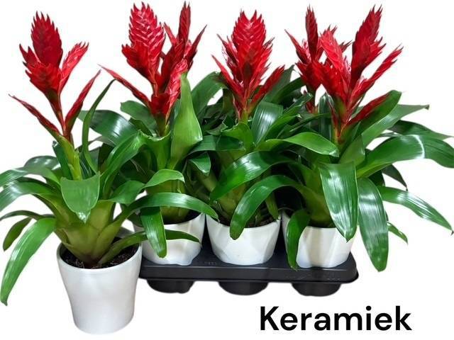 Горшечные цветы и растения оптом Vries Venga от 6шт из Голландии с доставкой по России