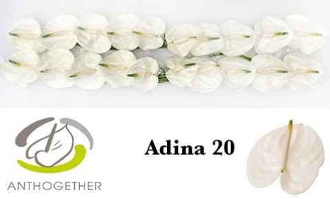 Срезанные цветы оптом Anthurium adina от 20шт из Голландии с доставкой по России