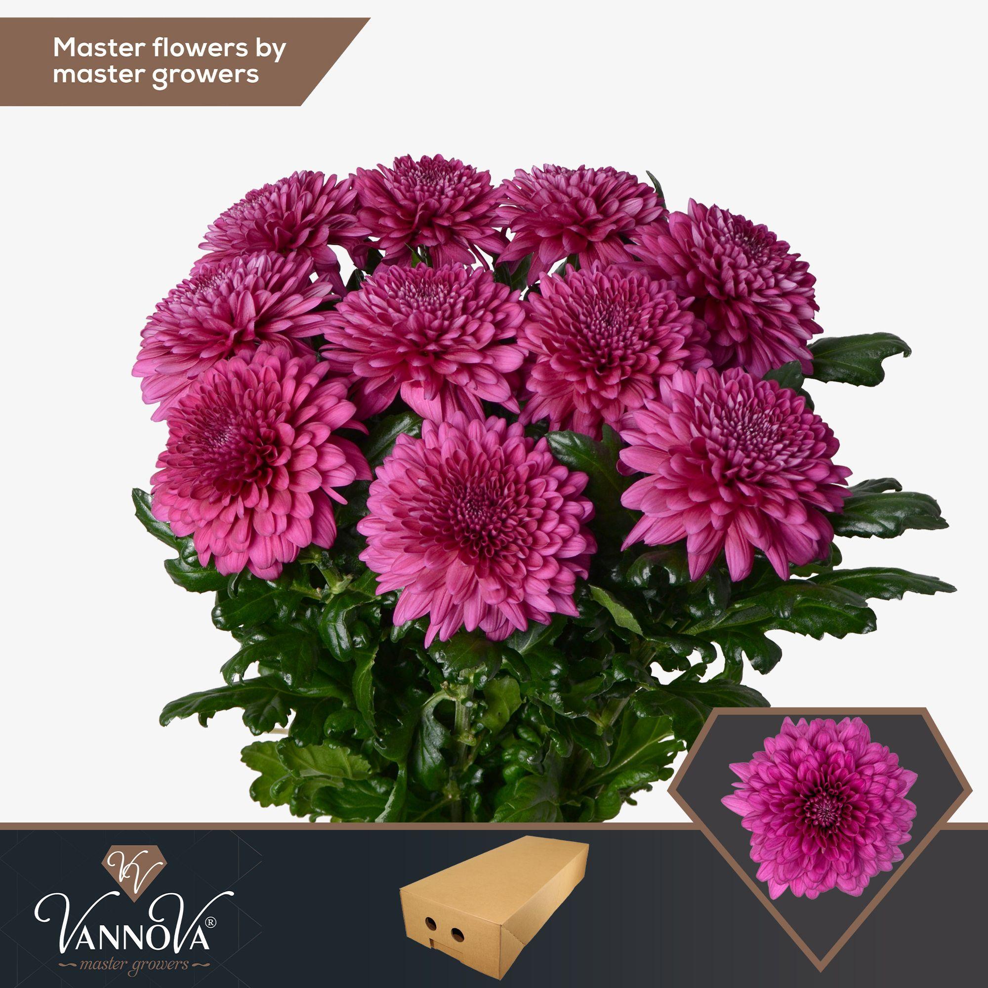 Срезанные цветы оптом Chrys bl lamira от 60шт из Голландии с доставкой по России