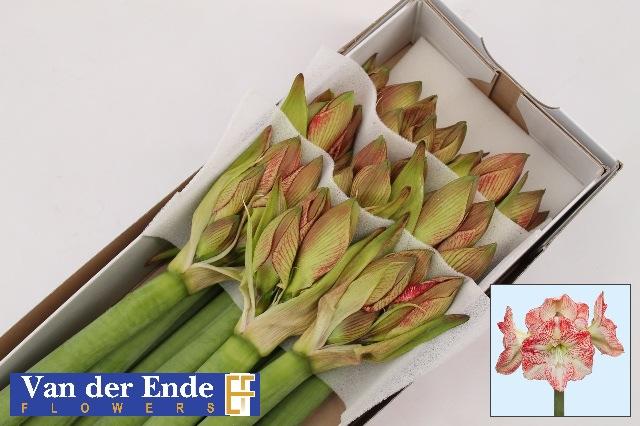 Срезанные цветы оптом Hippeastrum mega star от 10шт из Голландии с доставкой по России