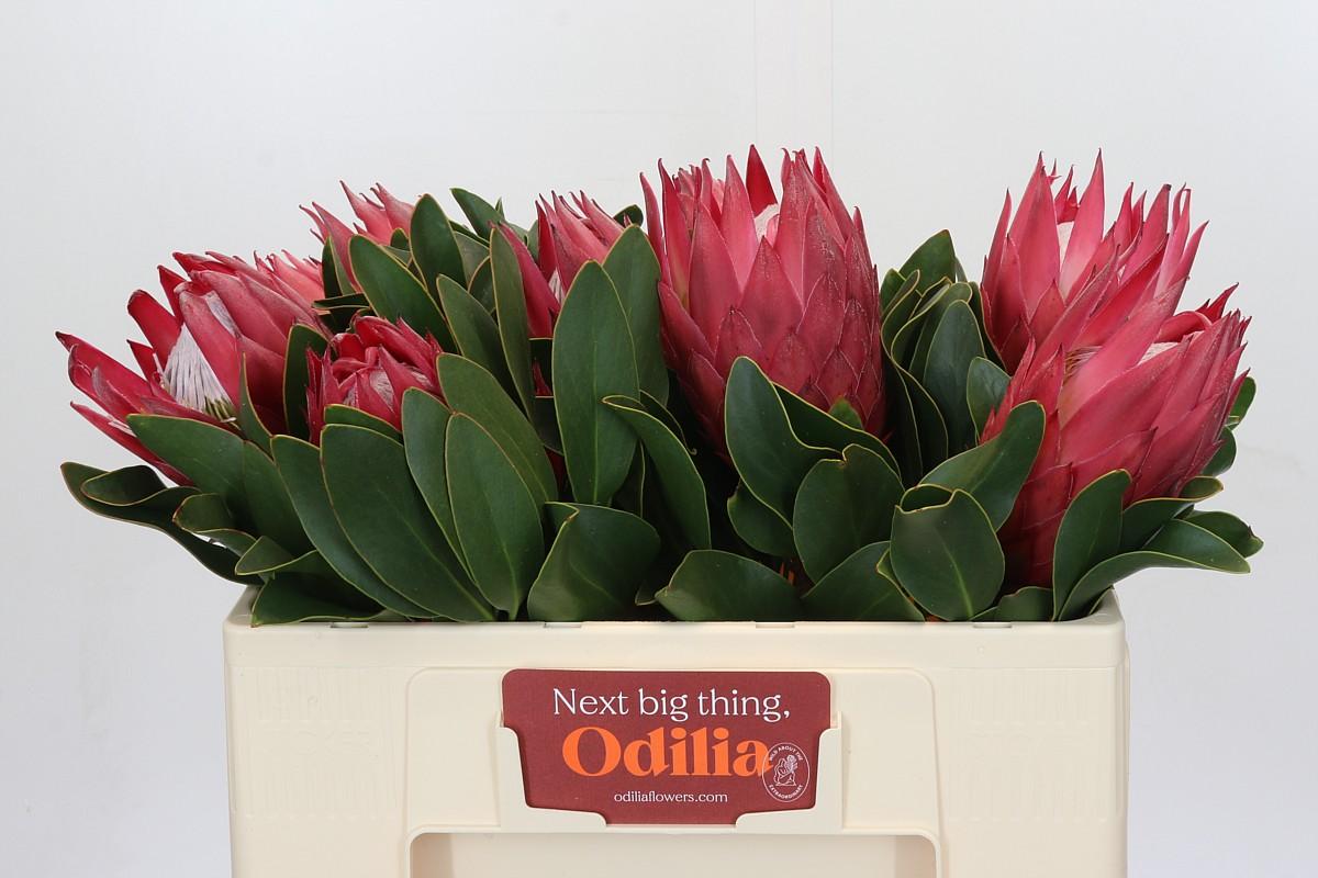 Срезанные цветы оптом Protea king madiba от 10шт из Голландии с доставкой по России