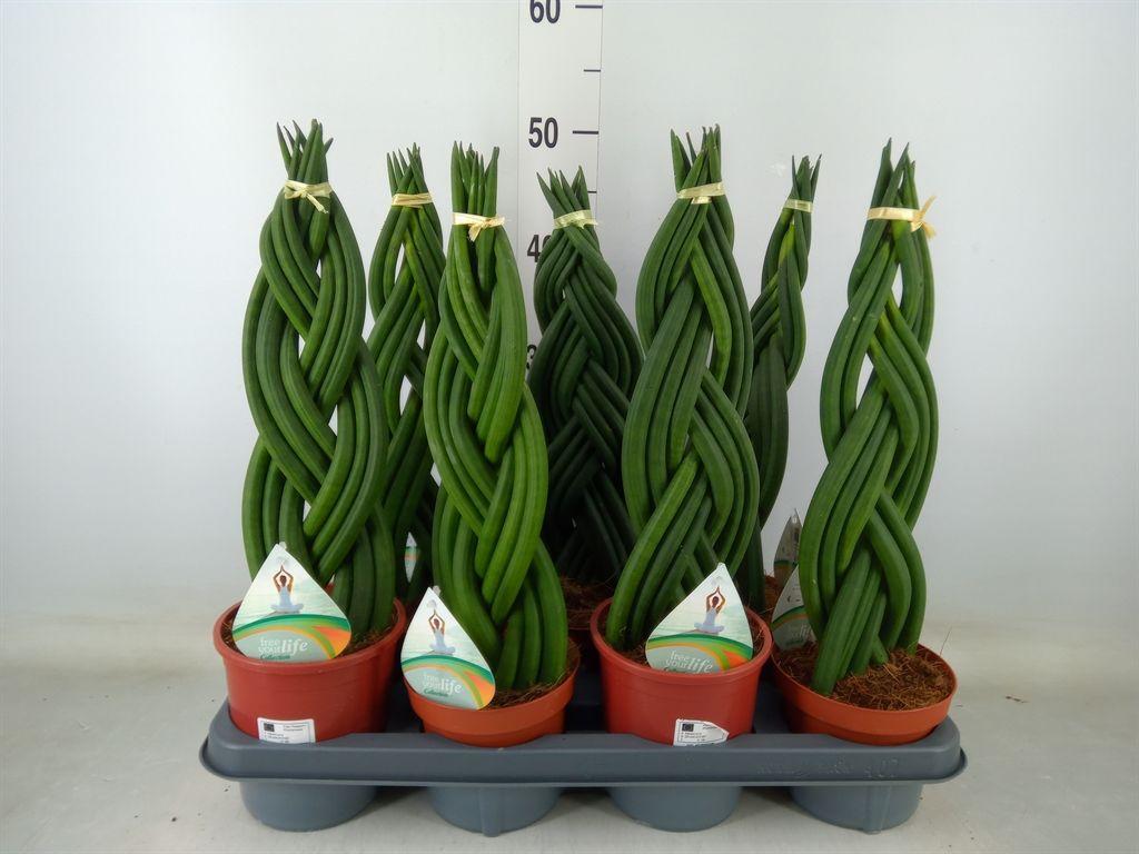 Горшечные цветы и растения оптом Hoya Kerrii от 1шт из Голландии с доставкой по России