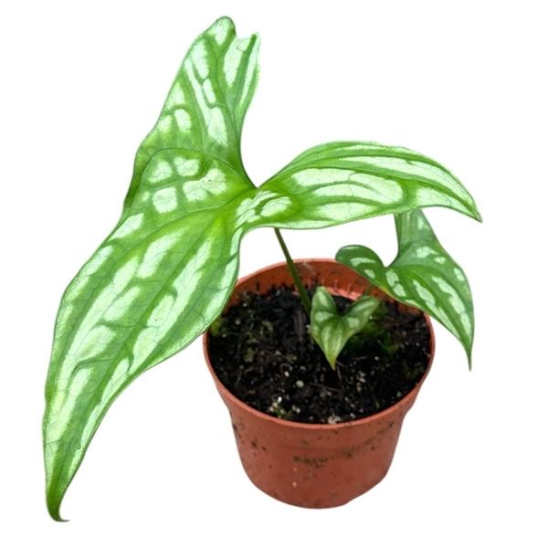 Горшечные цветы и растения оптом Cercestis Mirabilis от 1шт из Голландии с доставкой по России