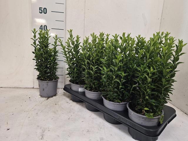 Горшечные цветы и растения оптом Euonymus Ja Gr Spire от 8шт из Голландии с доставкой по России
