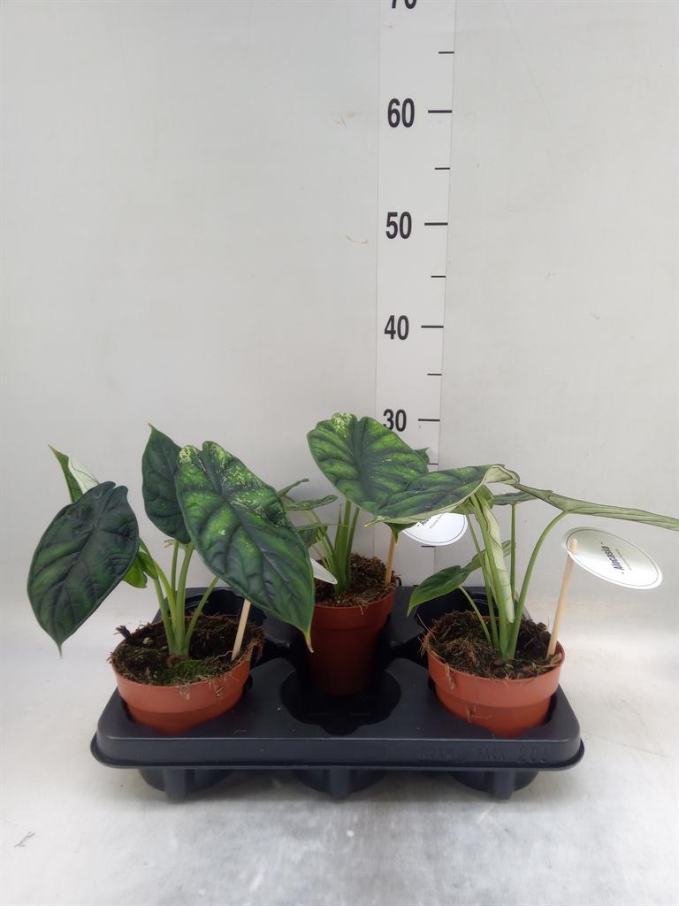 Горшечные цветы и растения оптом Alocasia   ... от 3шт (для телеги) из Голландии с доставкой по России