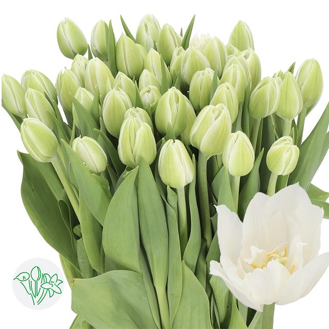 Срезанные цветы оптом Tulipa do white heart от 150шт из Голландии с доставкой по России