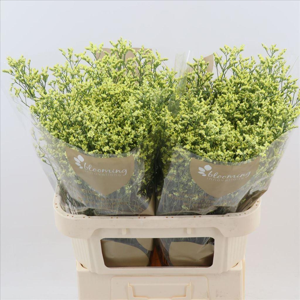 Срезанные цветы оптом Limonium china summer от 50шт из Голландии с доставкой по России