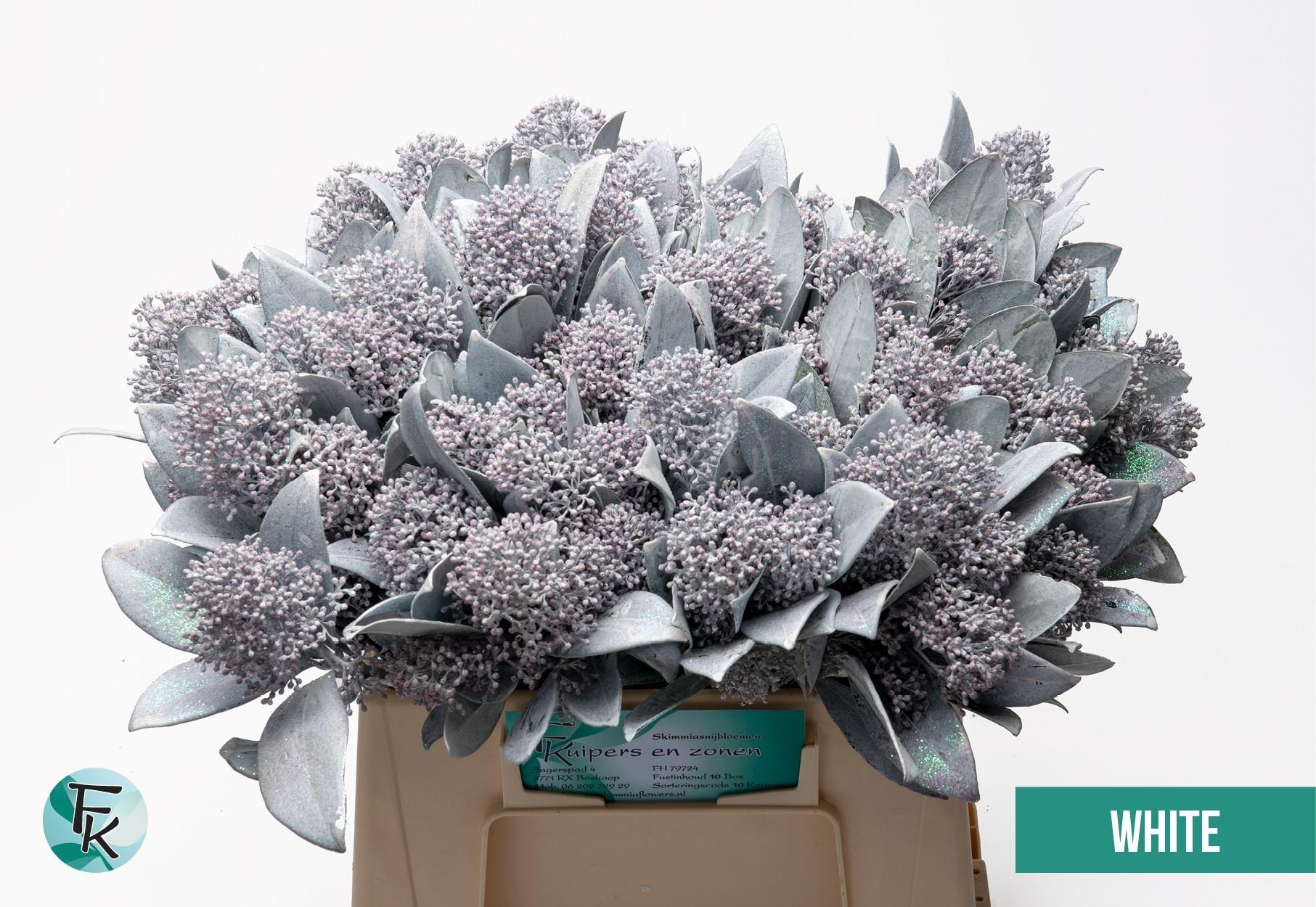 Срезанные цветы оптом Skimmia paint white от 10шт из Голландии с доставкой по России