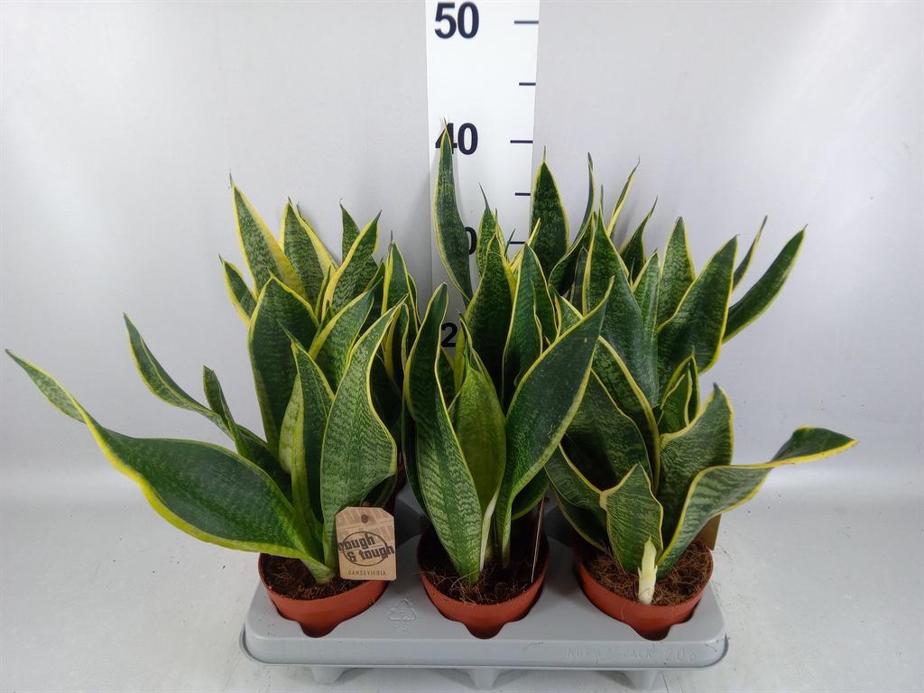 Горшечные цветы и растения оптом Sansevieria Trifa. futura Superba от 6шт из Голландии с доставкой по России