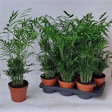 Горшечные цветы и растения оптом Chamaed Elegans 25pp от 6шт из Голландии с доставкой по России