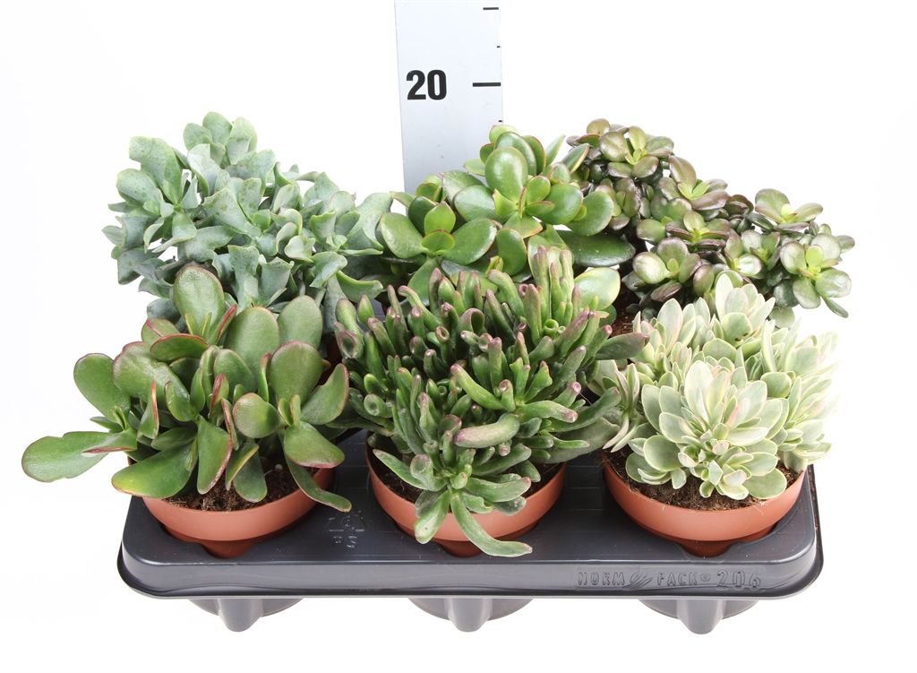 Горшечные цветы и растения оптом Crassula   ...mix от 6шт из Голландии с доставкой по России