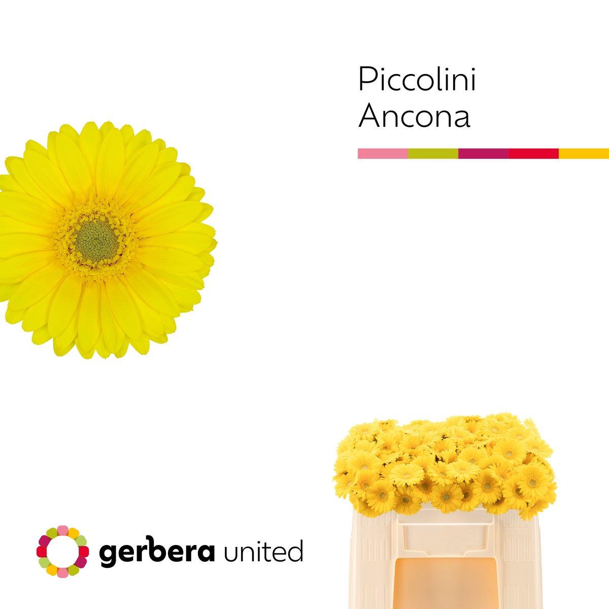 Срезанные цветы оптом Germini ancona от 120шт из Голландии с доставкой по России