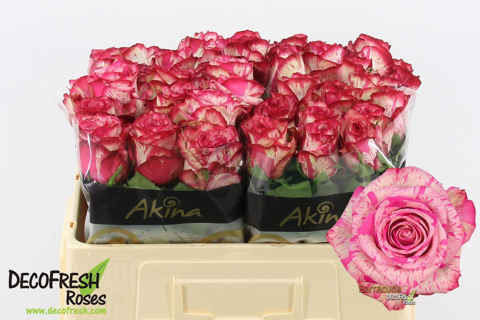 Срезанные цветы оптом Rosa large barracuda от 50шт из Голландии с доставкой по России