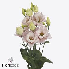 Срезанные цветы оптом Lisianthus do chaconne soft от 20шт из Голландии с доставкой по России