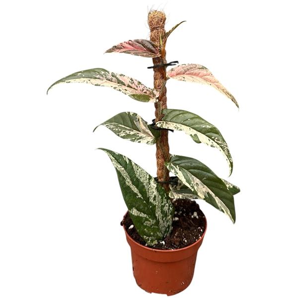 Горшечные цветы и растения оптом Ficus Sagittata Variegata Pink от 1шт (для телеги) из Голландии с доставкой по России