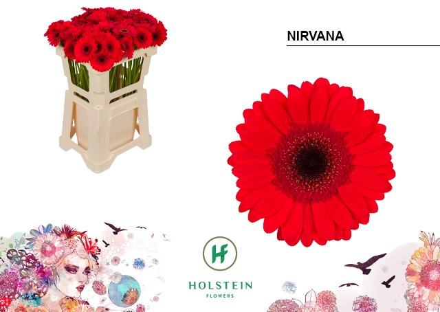 Срезанные цветы оптом Germini nirvana от 80шт из Голландии с доставкой по России