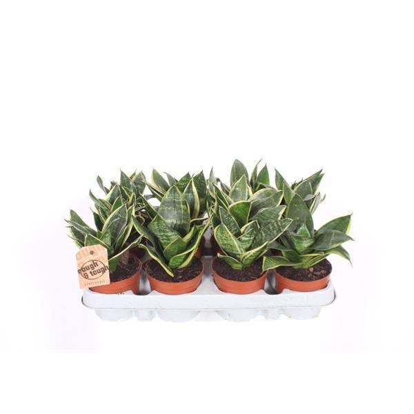 Горшечные цветы и растения оптом Sansevieria Golden Edge Hahnii от 12шт (для телеги) из Голландии с доставкой по России