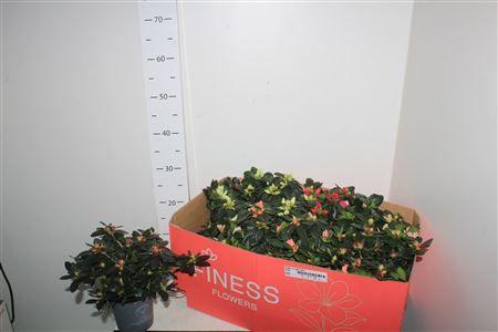 Горшечные цветы и растения оптом Rhodo Si Vogel Gem от 8шт из Голландии с доставкой по России