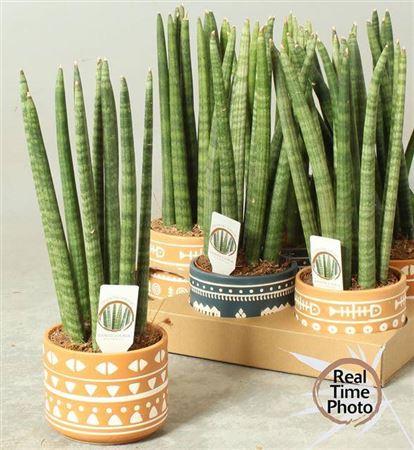 Горшечные цветы и растения оптом Sansev Cylindrica Ov Decopot от 6шт из Голландии с доставкой по России