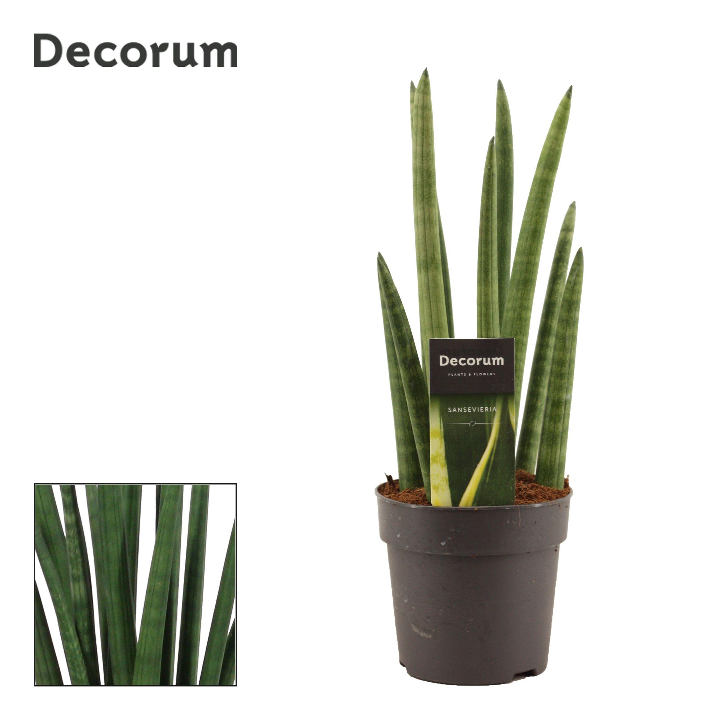 Горшечные цветы и растения оптом Sansevieria Cylindrica Rocket (decorum) от 10шт из Голландии с доставкой по России