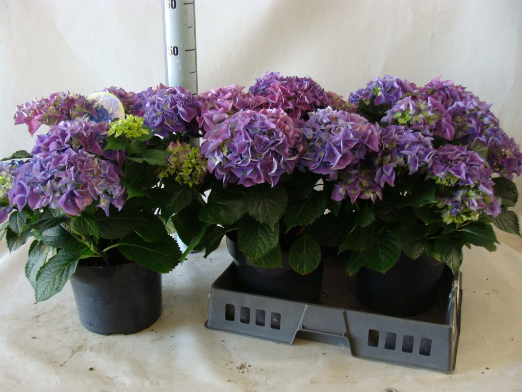 Горшечные цветы и растения оптом Hydrangea Mac.   ... от 3шт' из Голландии с доставкой по России