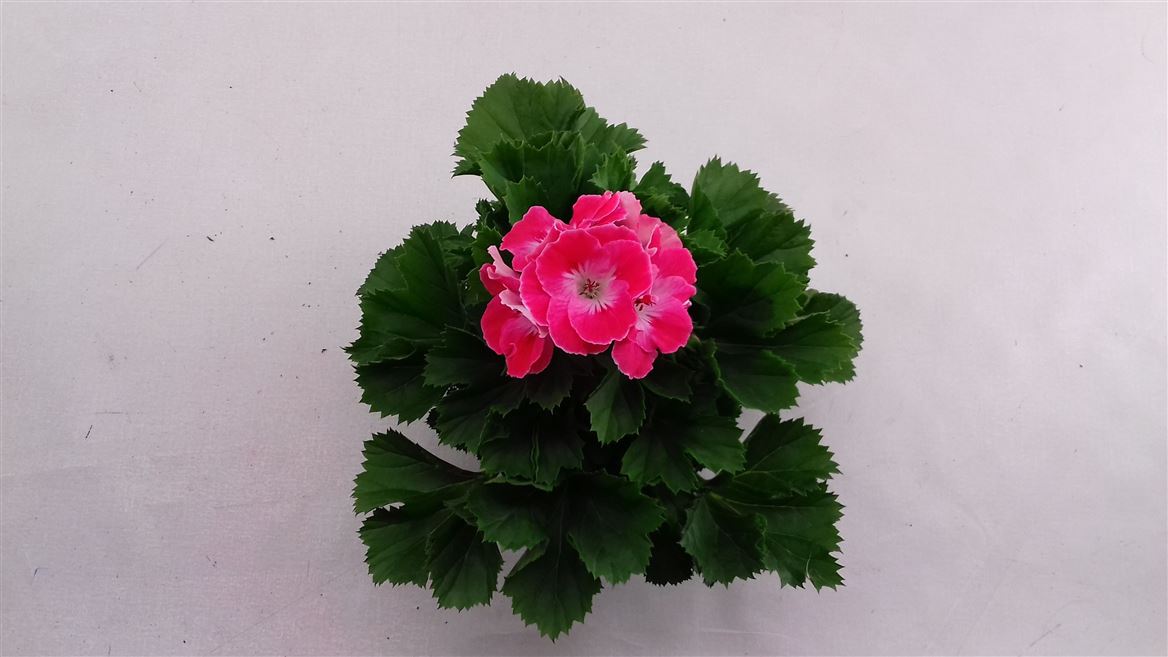 Горшечные цветы и растения оптом Pelargonium Grandi Sunrise от 6шт из Голландии с доставкой по России