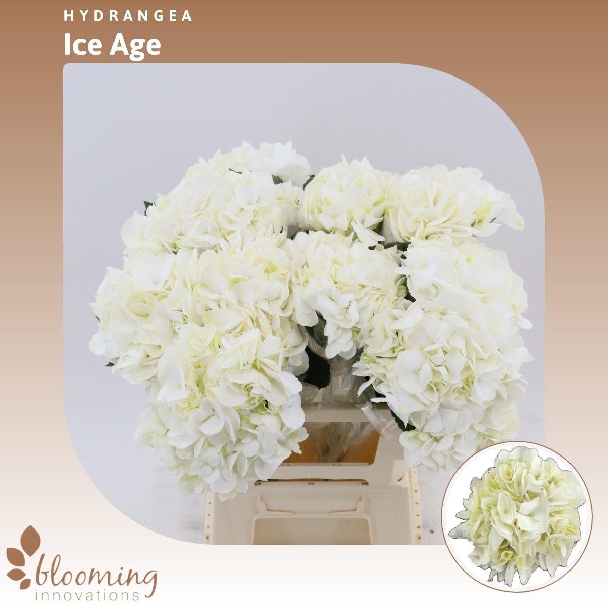 Срезанные цветы оптом Hydrangea ice age от 10шт из Голландии с доставкой по России