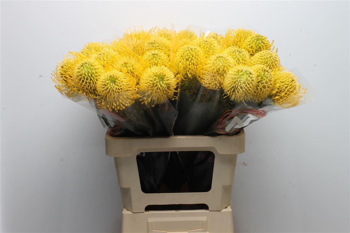 Срезанные цветы оптом Nutans high gold от 30шт. из Голландии с доставкой по России