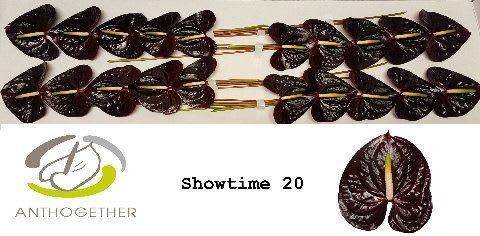 Срезанные цветы оптом Anthurium showtime от 20шт из Голландии с доставкой по России